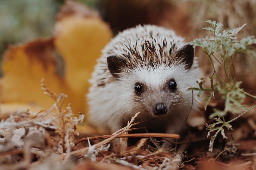 hedgehog care philadelphia PA