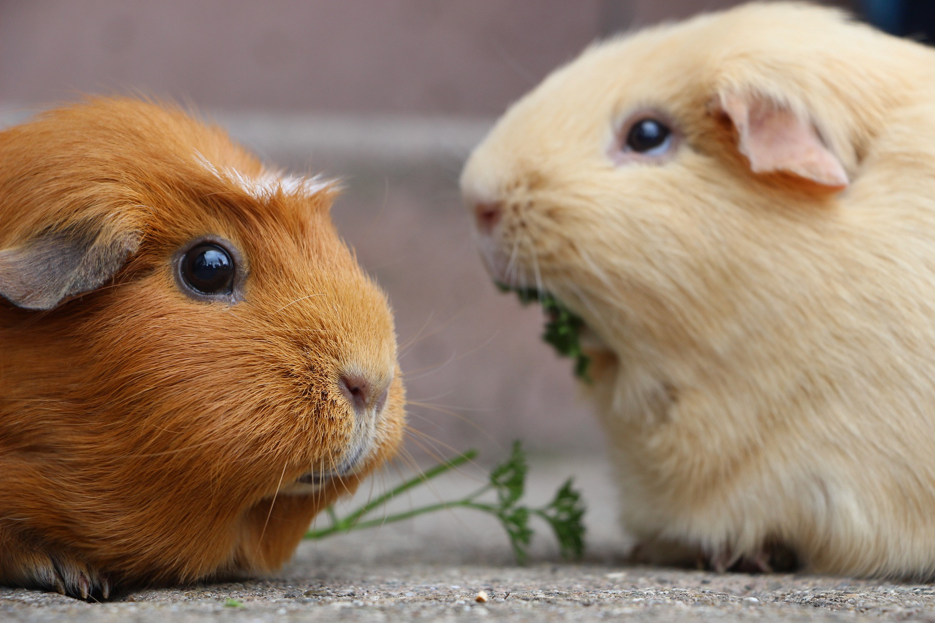 guinea pig care philadelphia PA