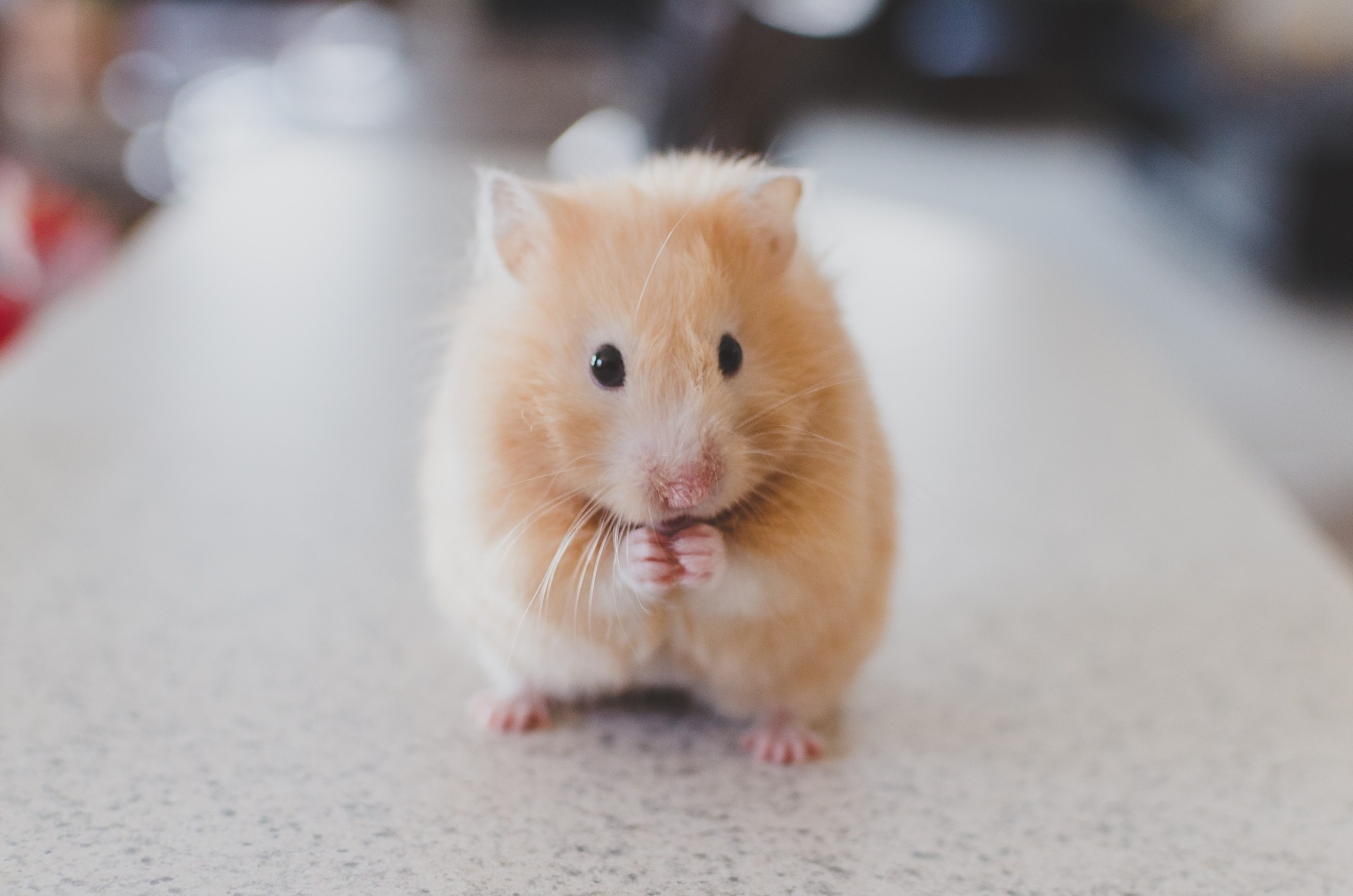 hamster care philadelphia PA