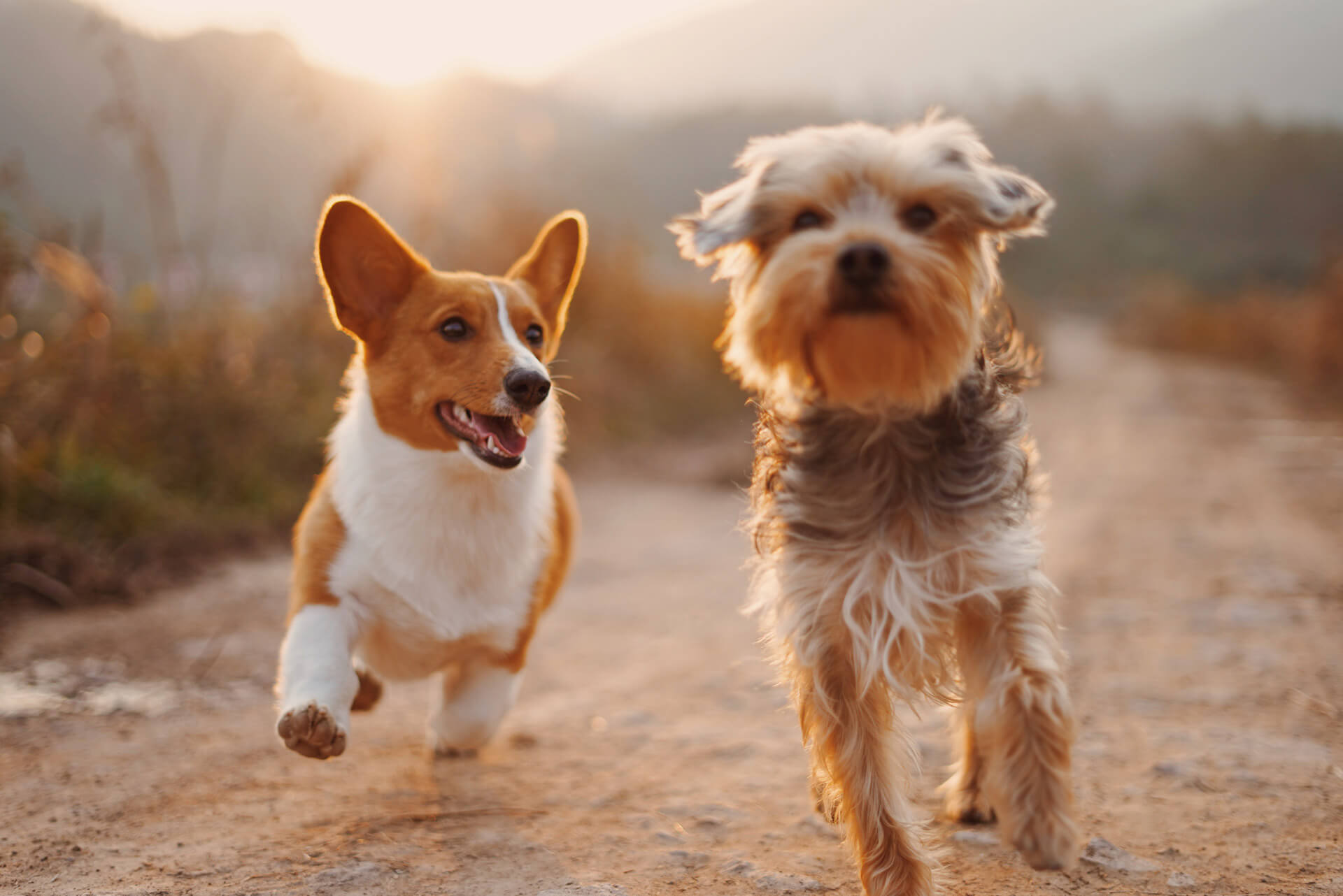 happypups