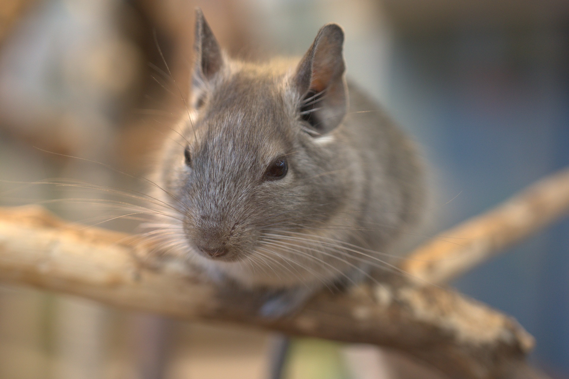 chinchilla care philadelphia PA