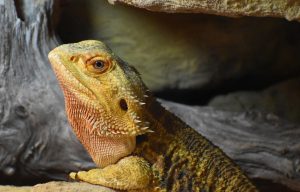 bearded dragon care philadelphia PA