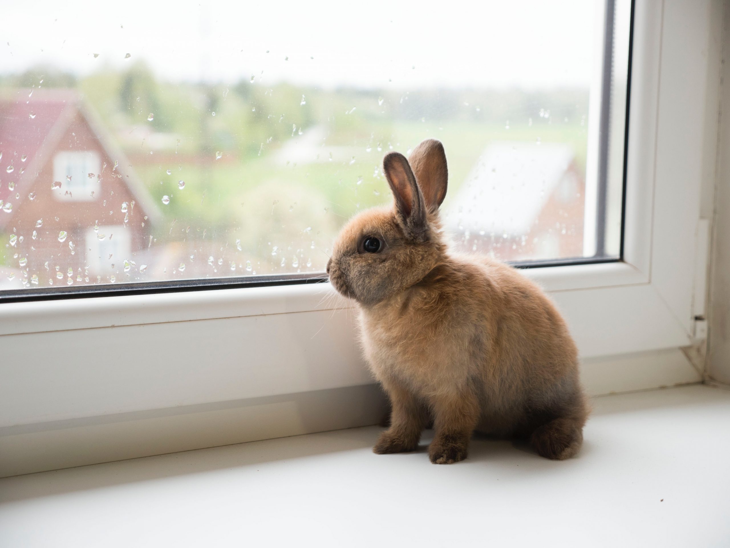 rabbit care philadelphia PA