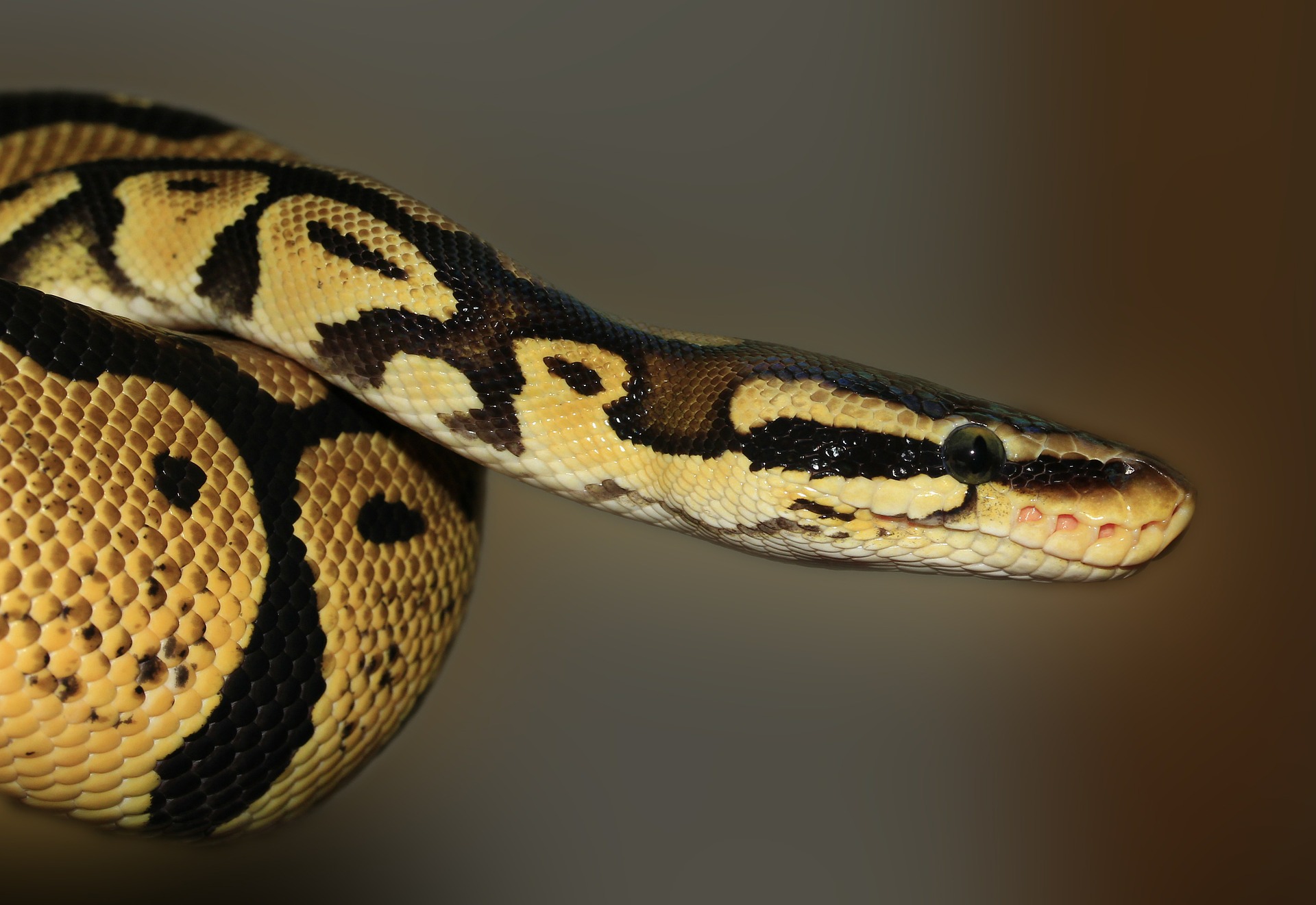 ball python care philadelphia PA