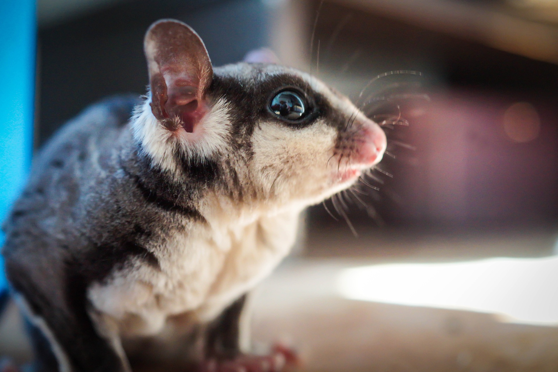 sugar-glider-5448896_1920