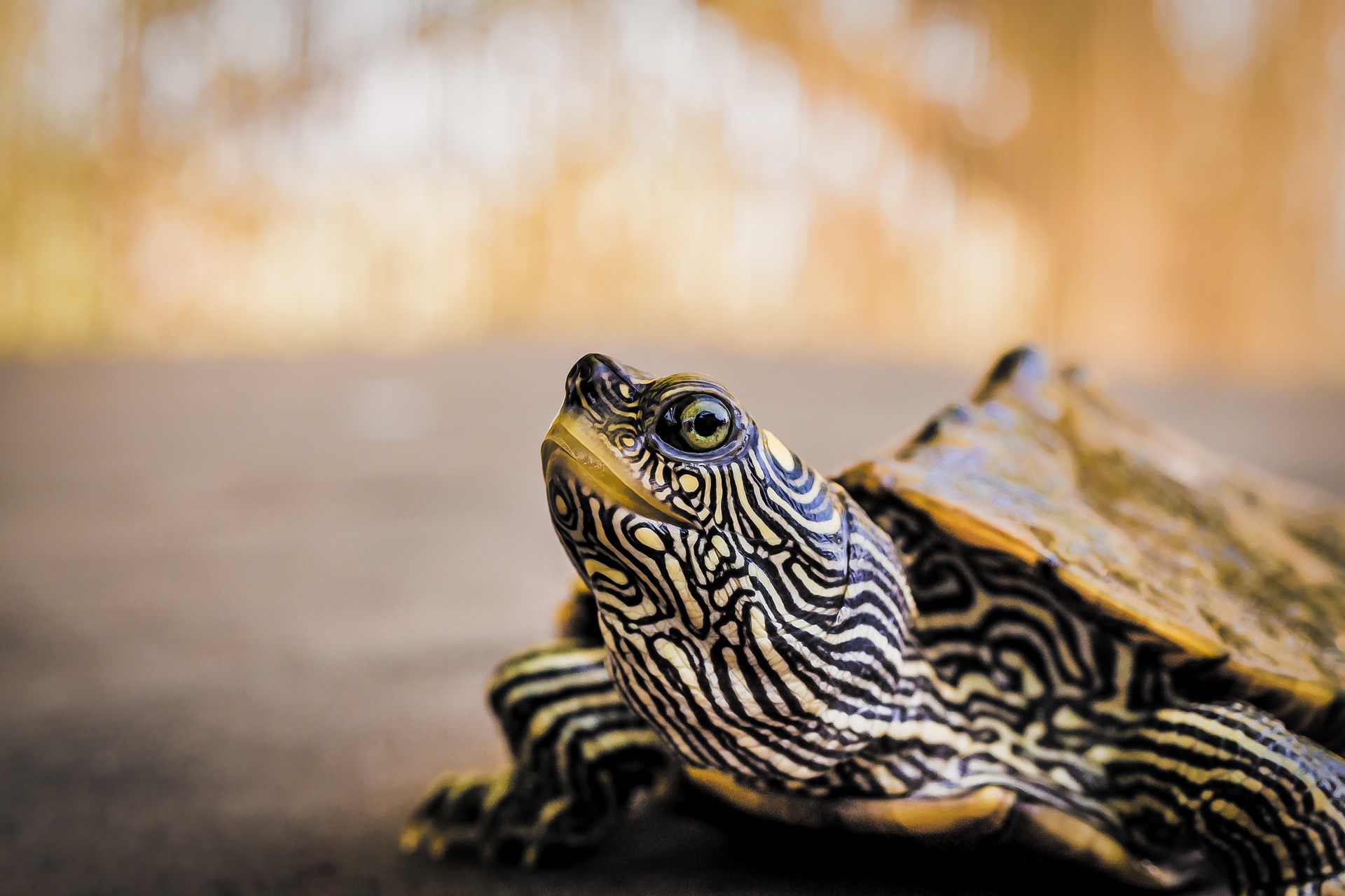 turtle care philadelphia PA