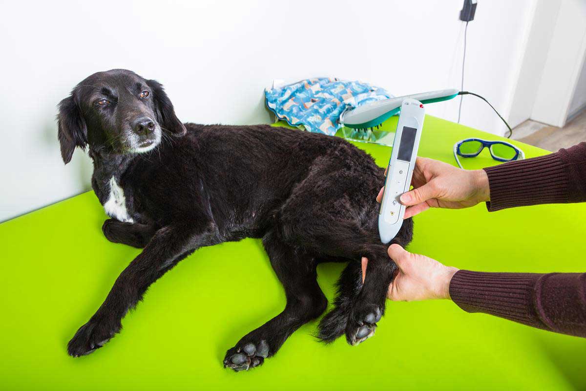 cold-laser-therapy
