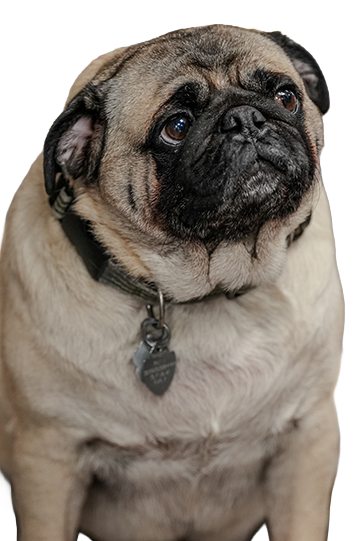 Leroy-the-HR-Pug-EDITED-2