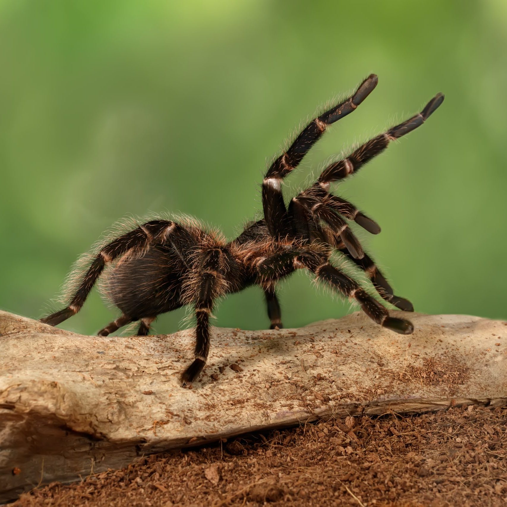 Closeup,Female,Of,Spider,Tarantula,(lasiodora,Parahybana),In,Threatening,Position.